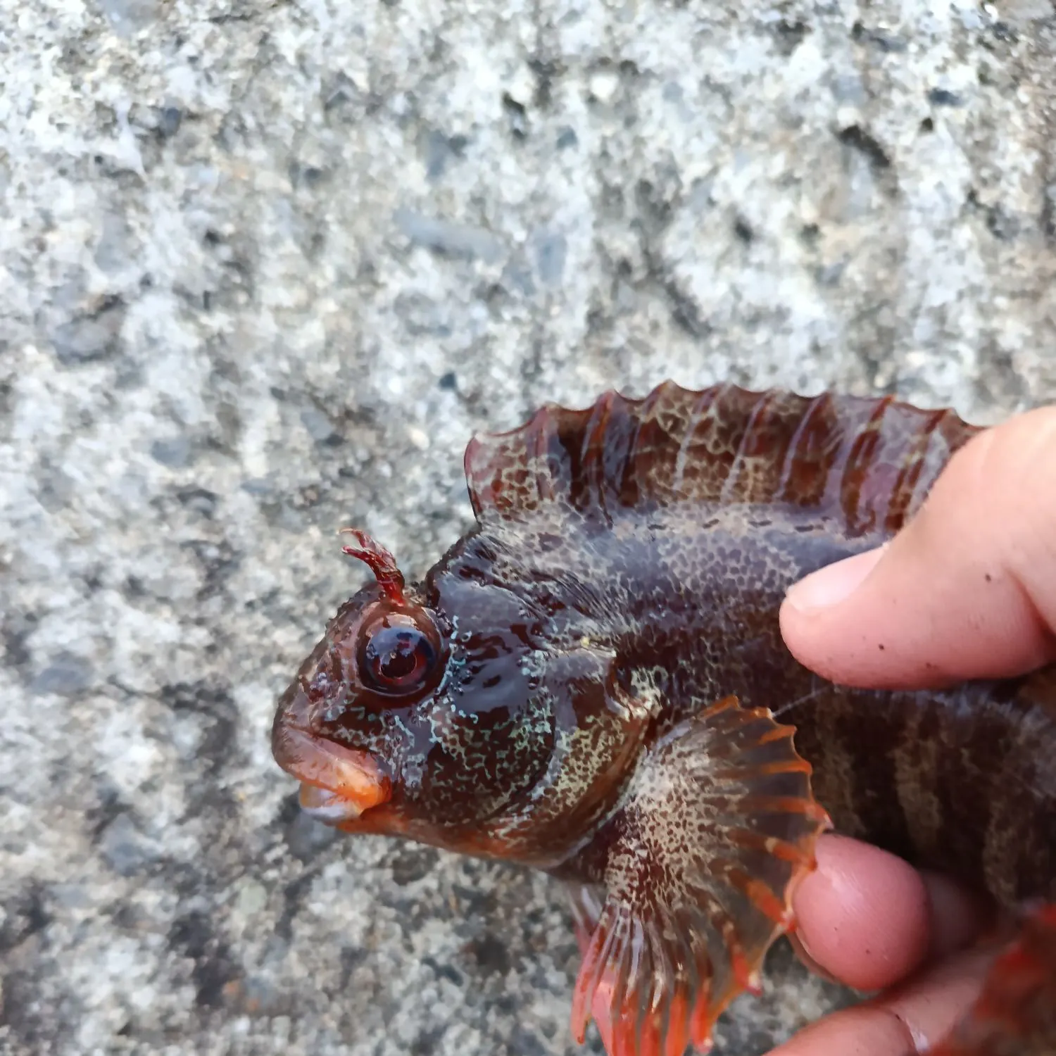 The most recent Tompot blenny catches on Fishbrain