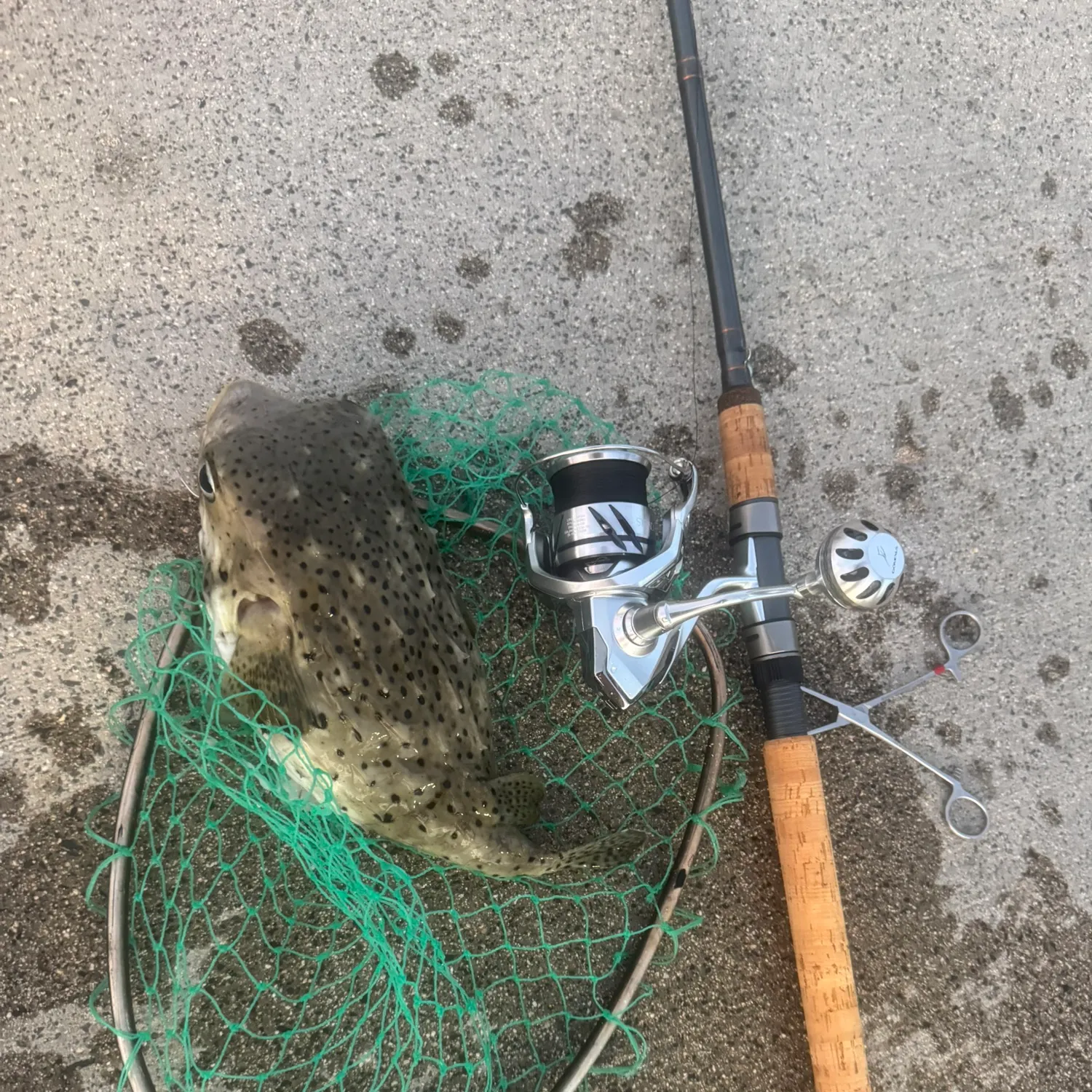 The most recent Northern puffer catches on Fishbrain