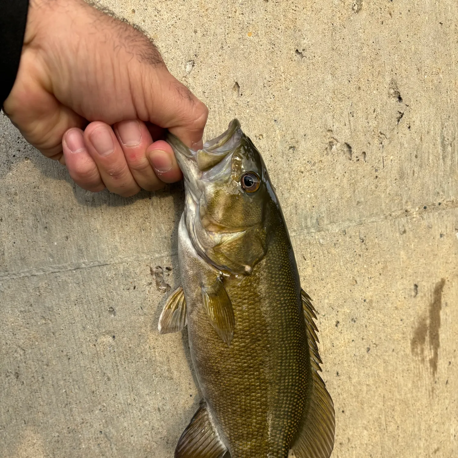 Smallmouth bass caught on Fishbrain
