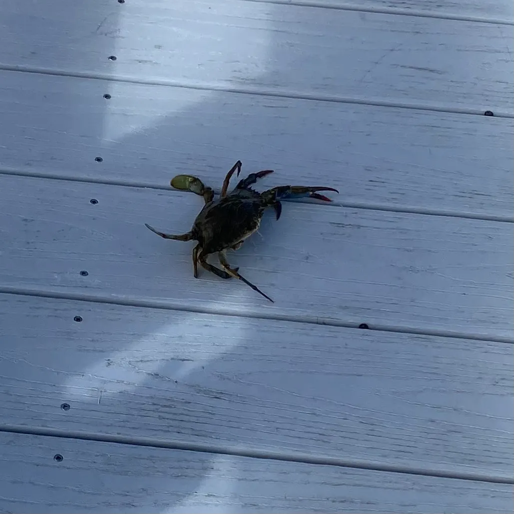 The most recent Blue swimmer crab catches on Fishbrain