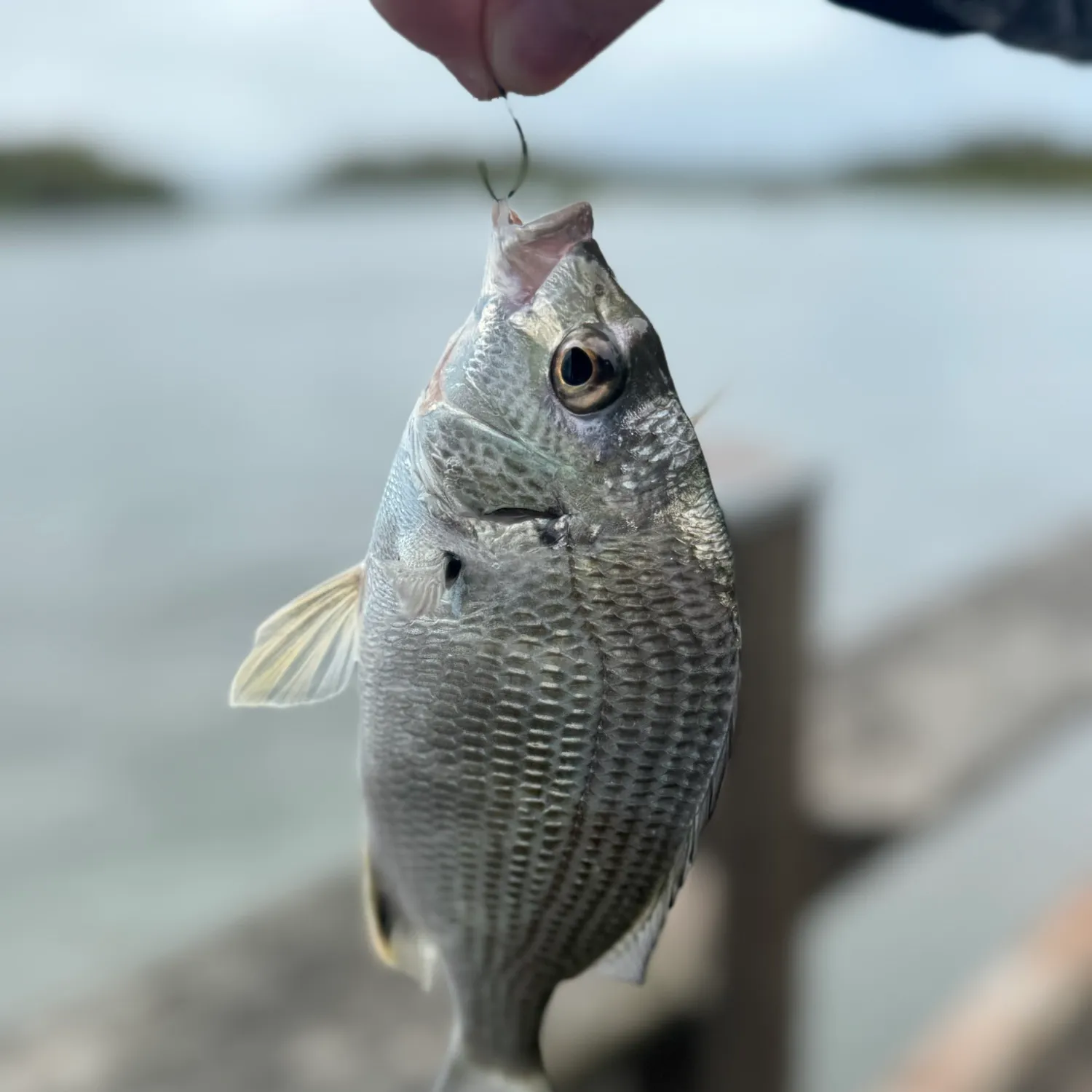The most recent Surf bream catches on Fishbrain