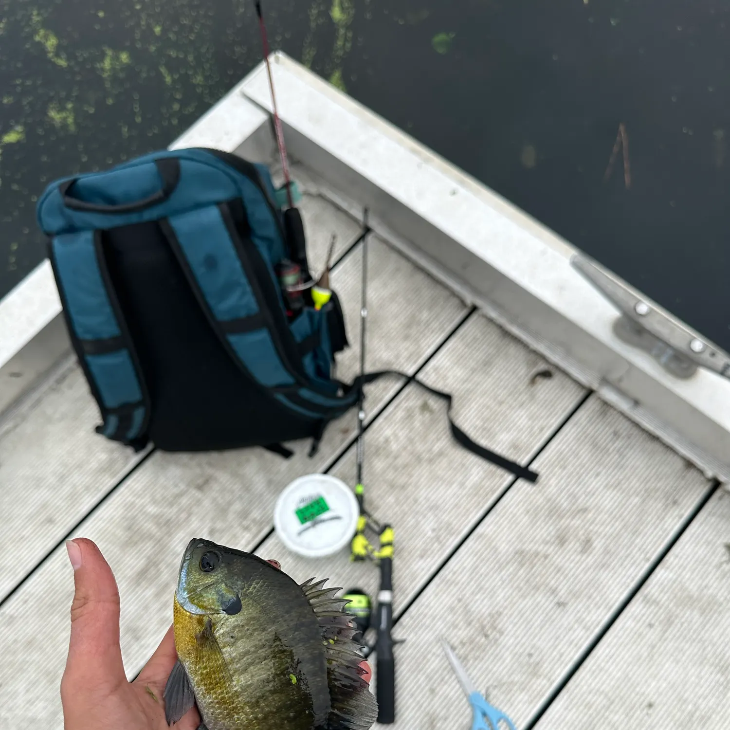 Bluegill caught on Fishbrain