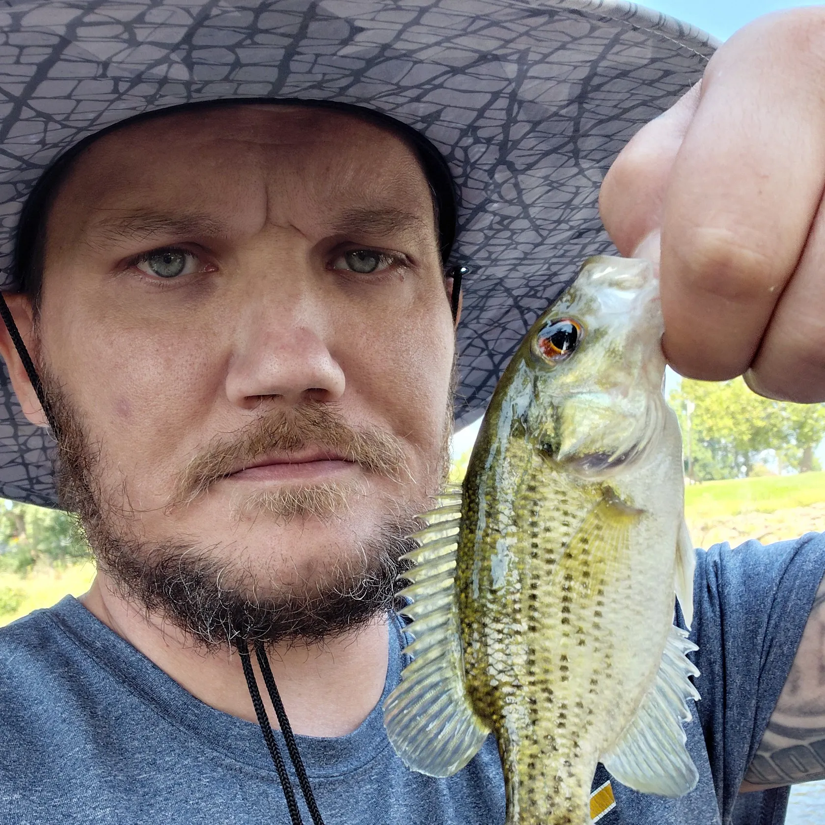 Rock bass caught on Fishbrain