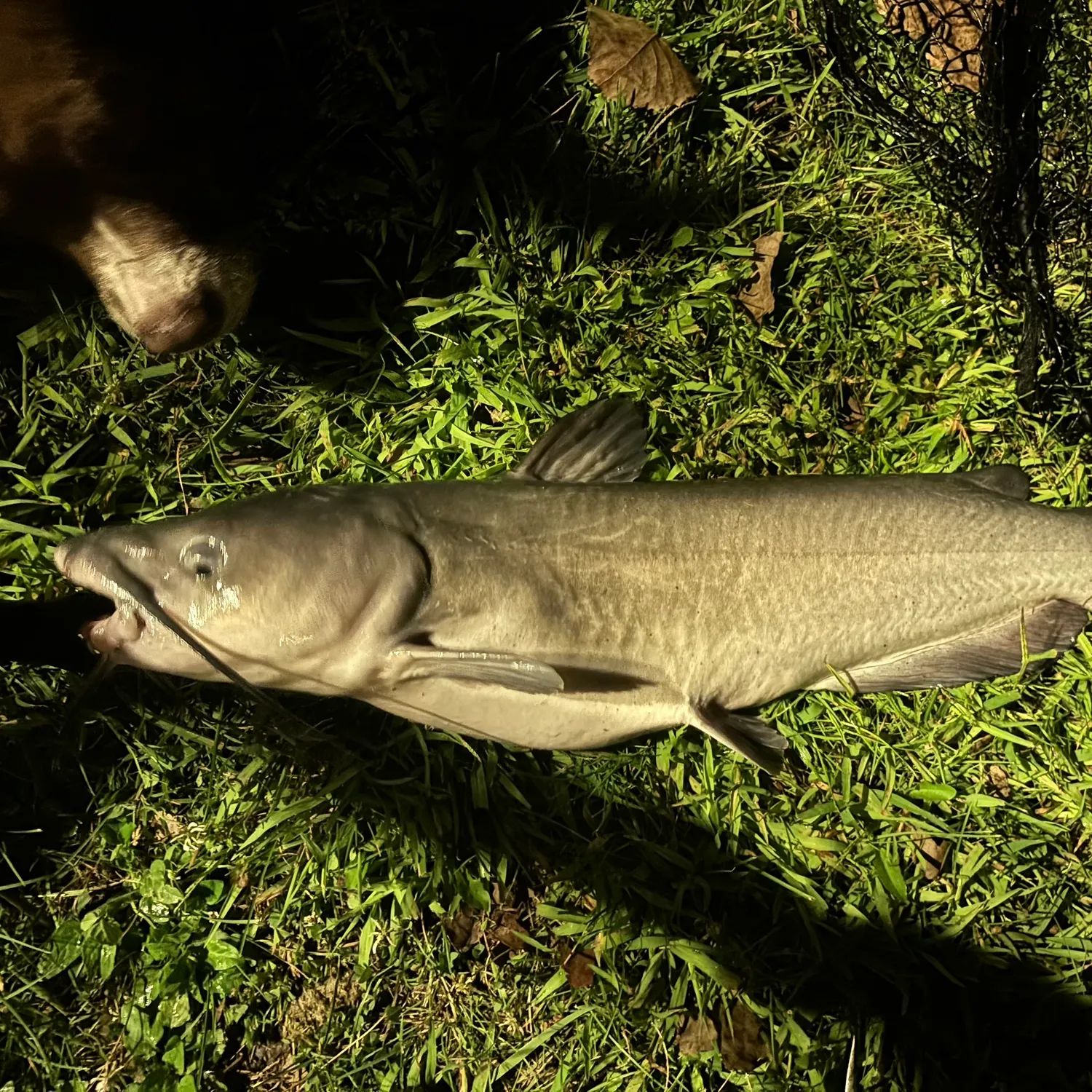 Channel catfish caught on Fishbrain