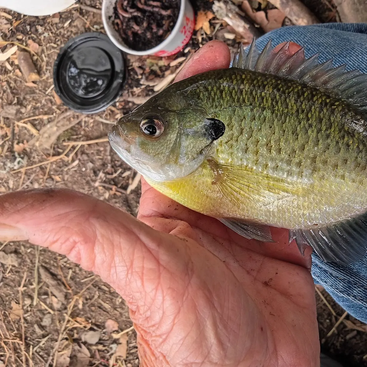 Bluegill caught on Fishbrain