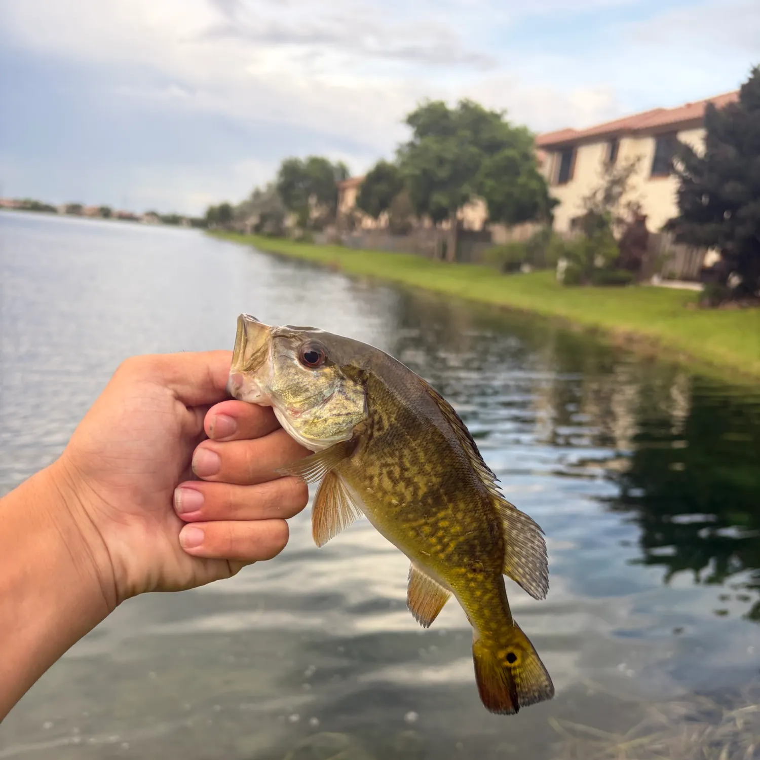 Butterfly peacock bass caught on Fishbrain