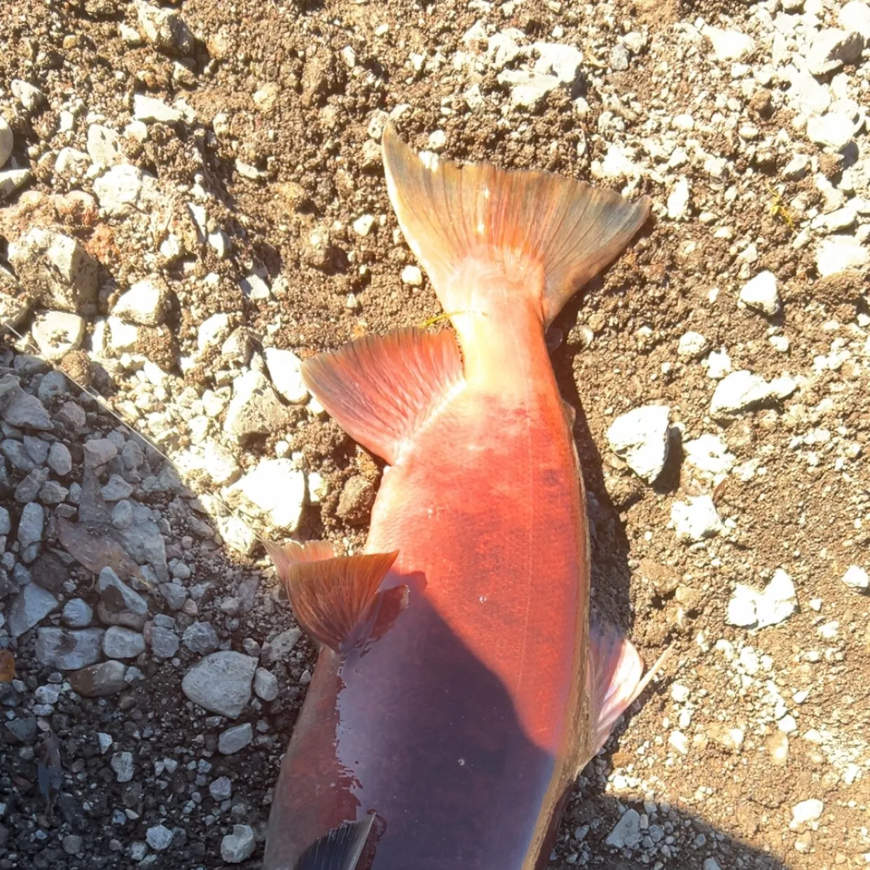 Kokanee salmon caught on Fishbrain