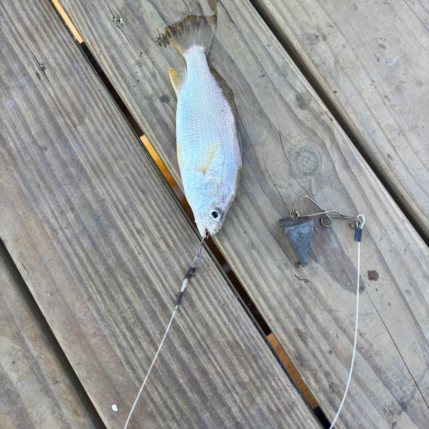 The most recent Silver perch catches on Fishbrain