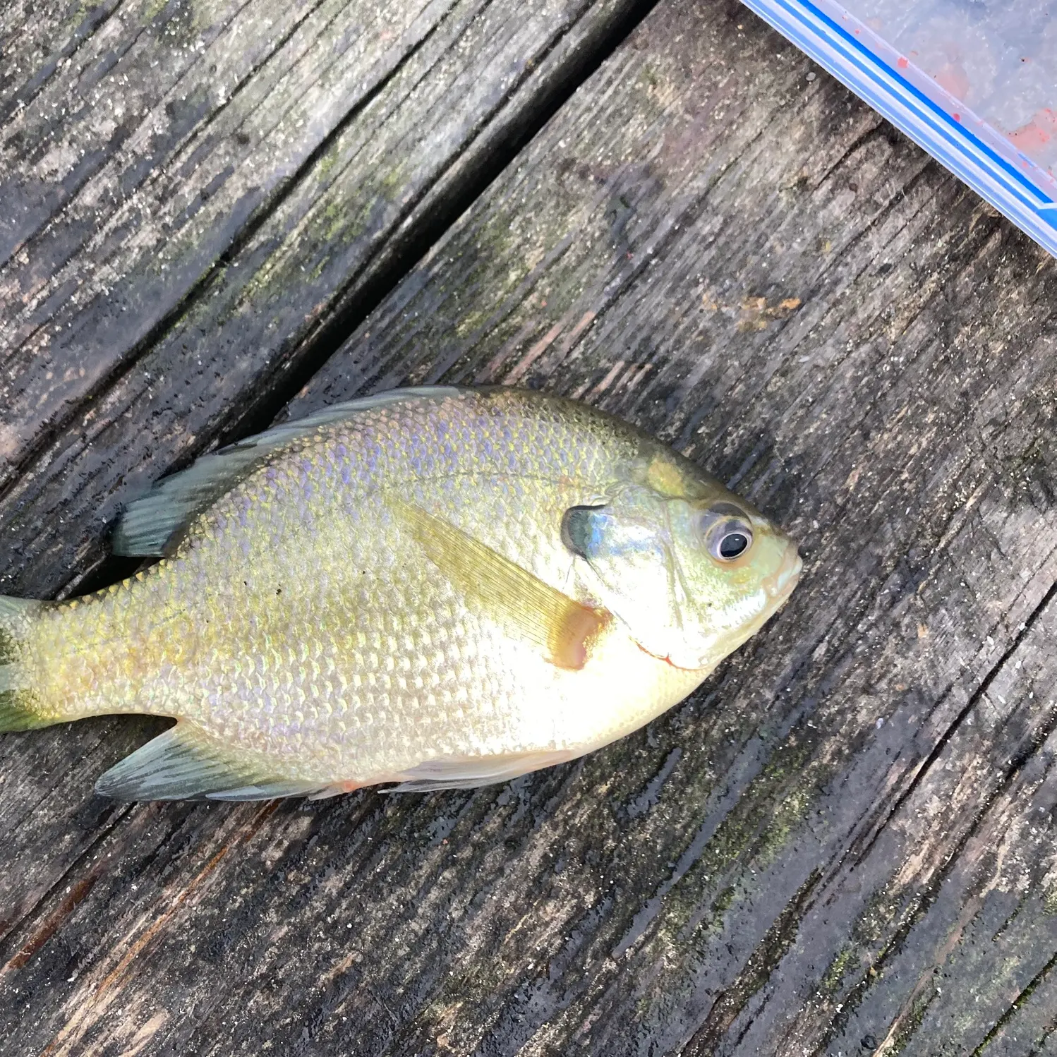Bluegill caught on Fishbrain