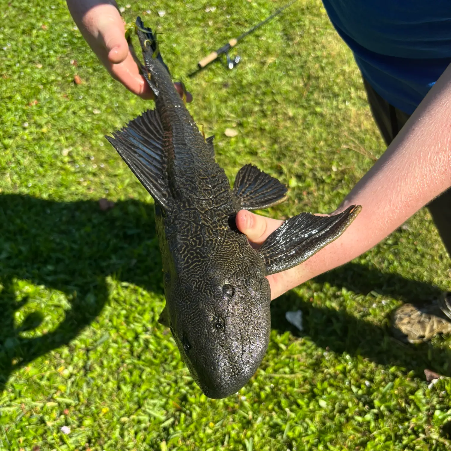 The most recent Suckermouth catfish catches on Fishbrain