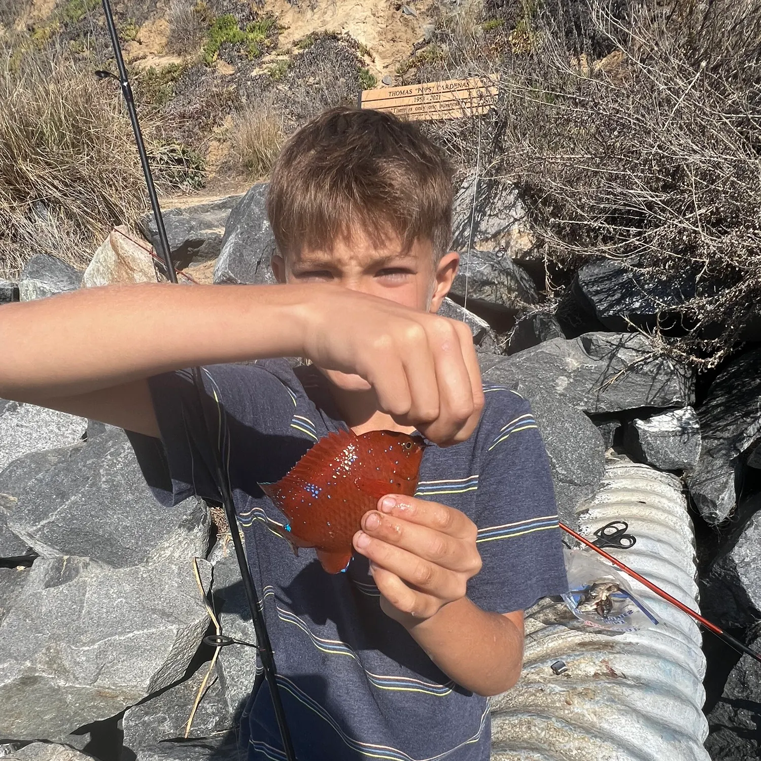 The most recent Garibaldi damselfish catches on Fishbrain