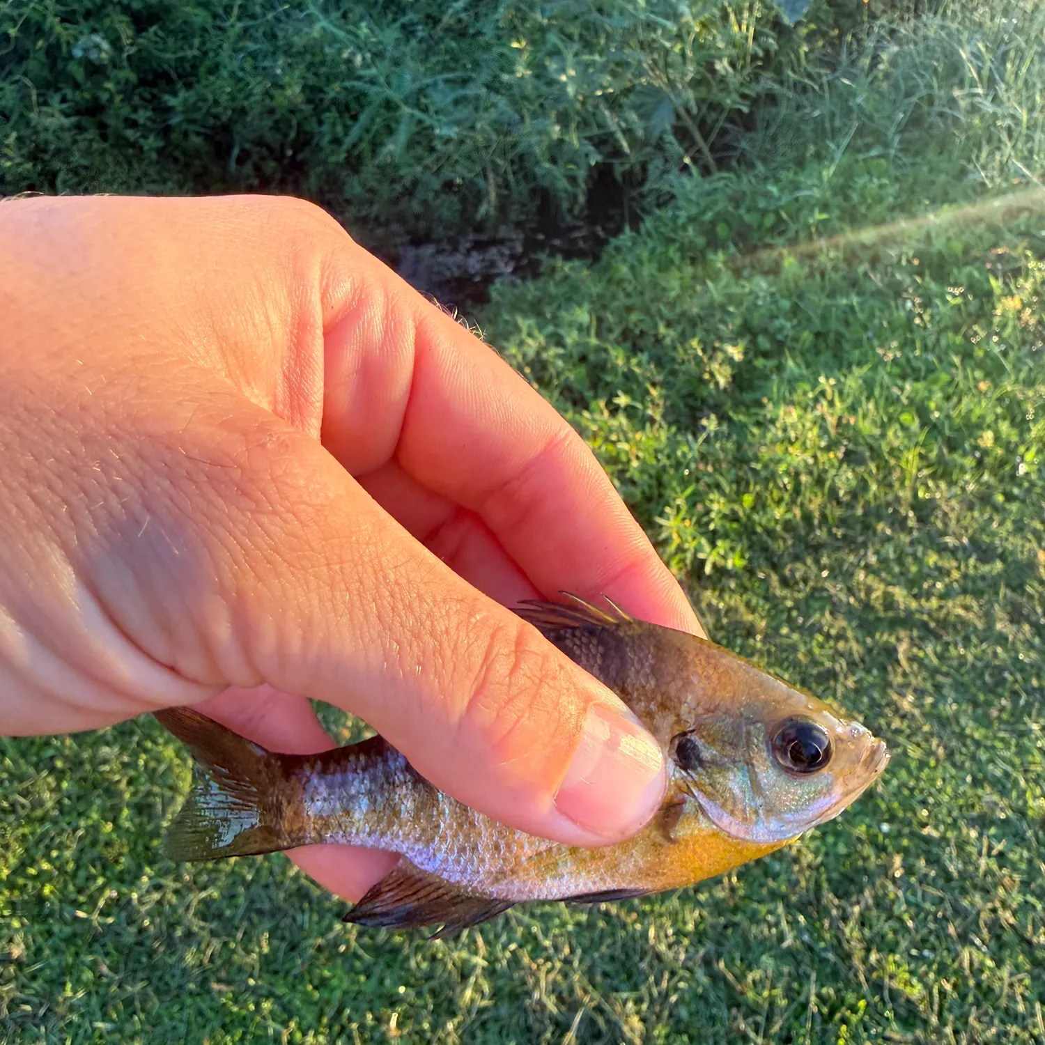 Bluegill caught on Fishbrain