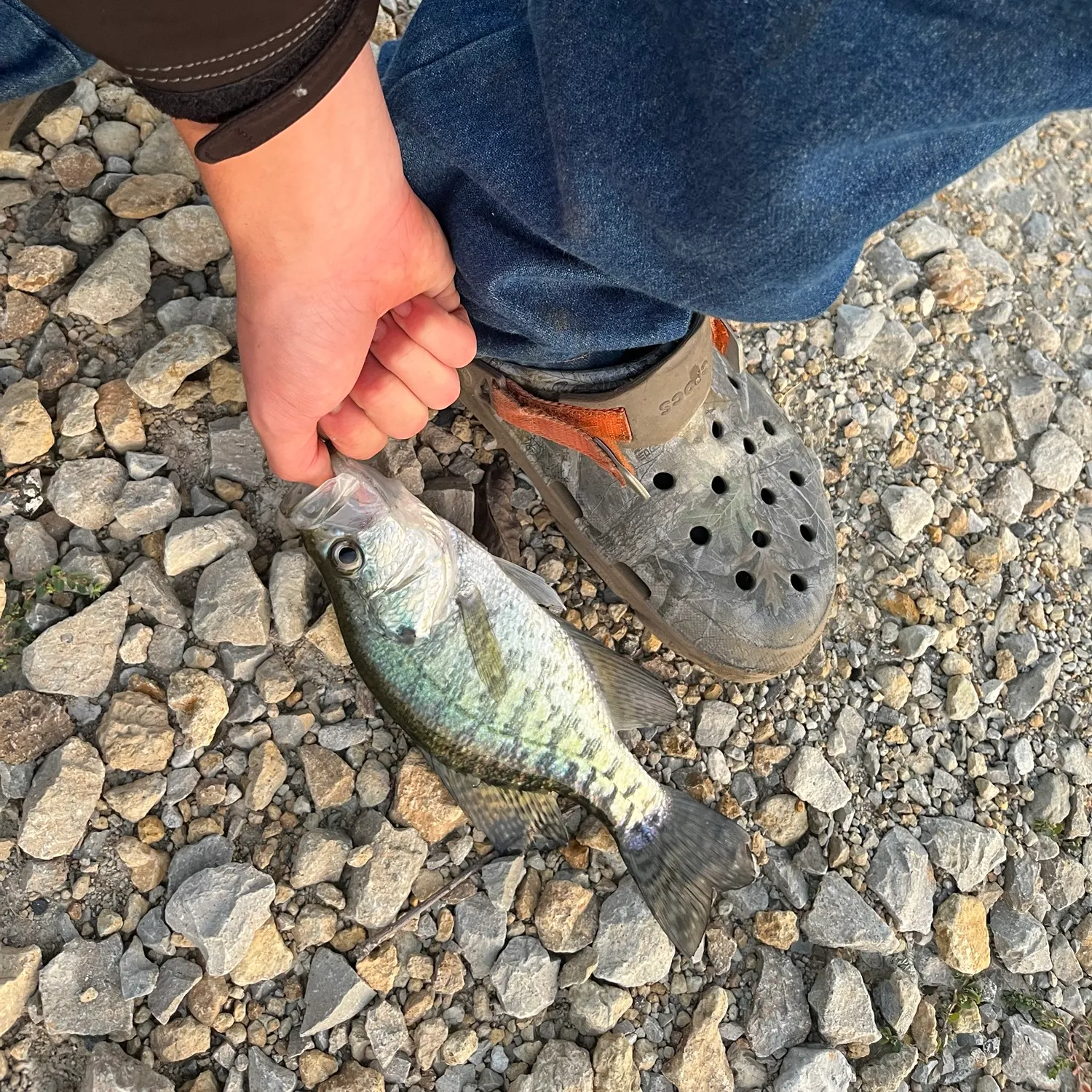 White crappie caught on Fishbrain