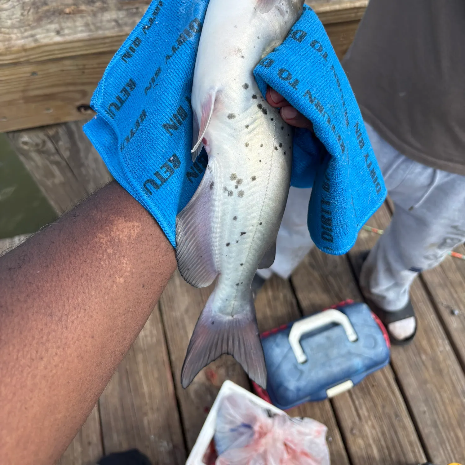 Channel catfish caught on Fishbrain