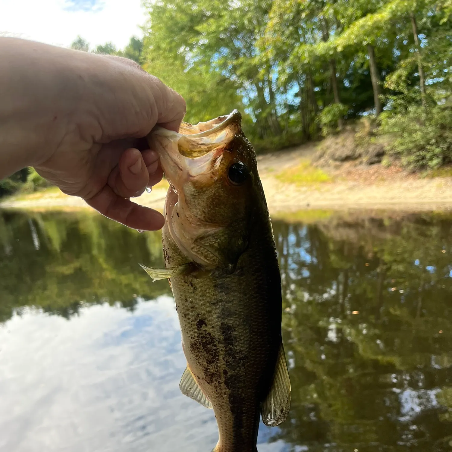 Largemouth bass caught on Fishbrain