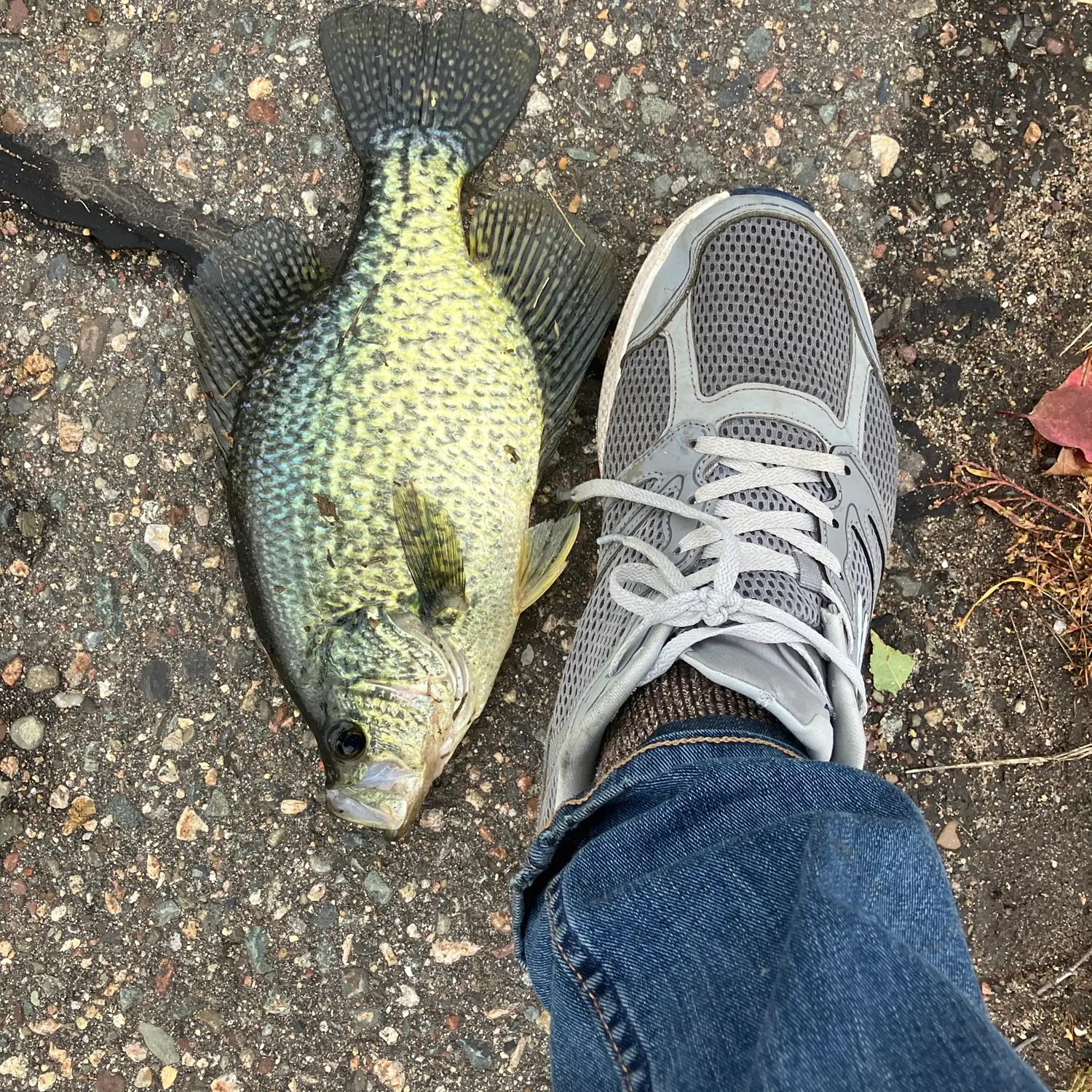 Black crappie caught on Fishbrain