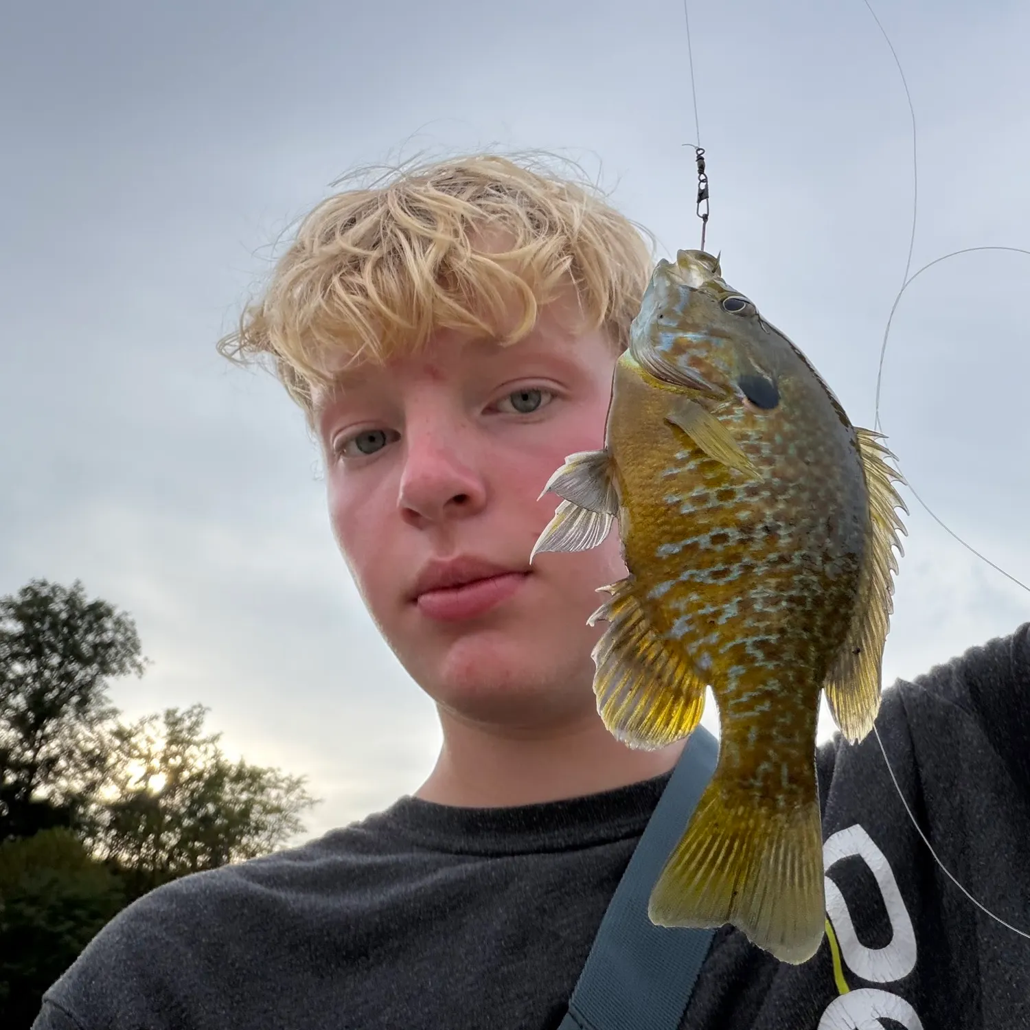 Greengill hybrid caught on Fishbrain