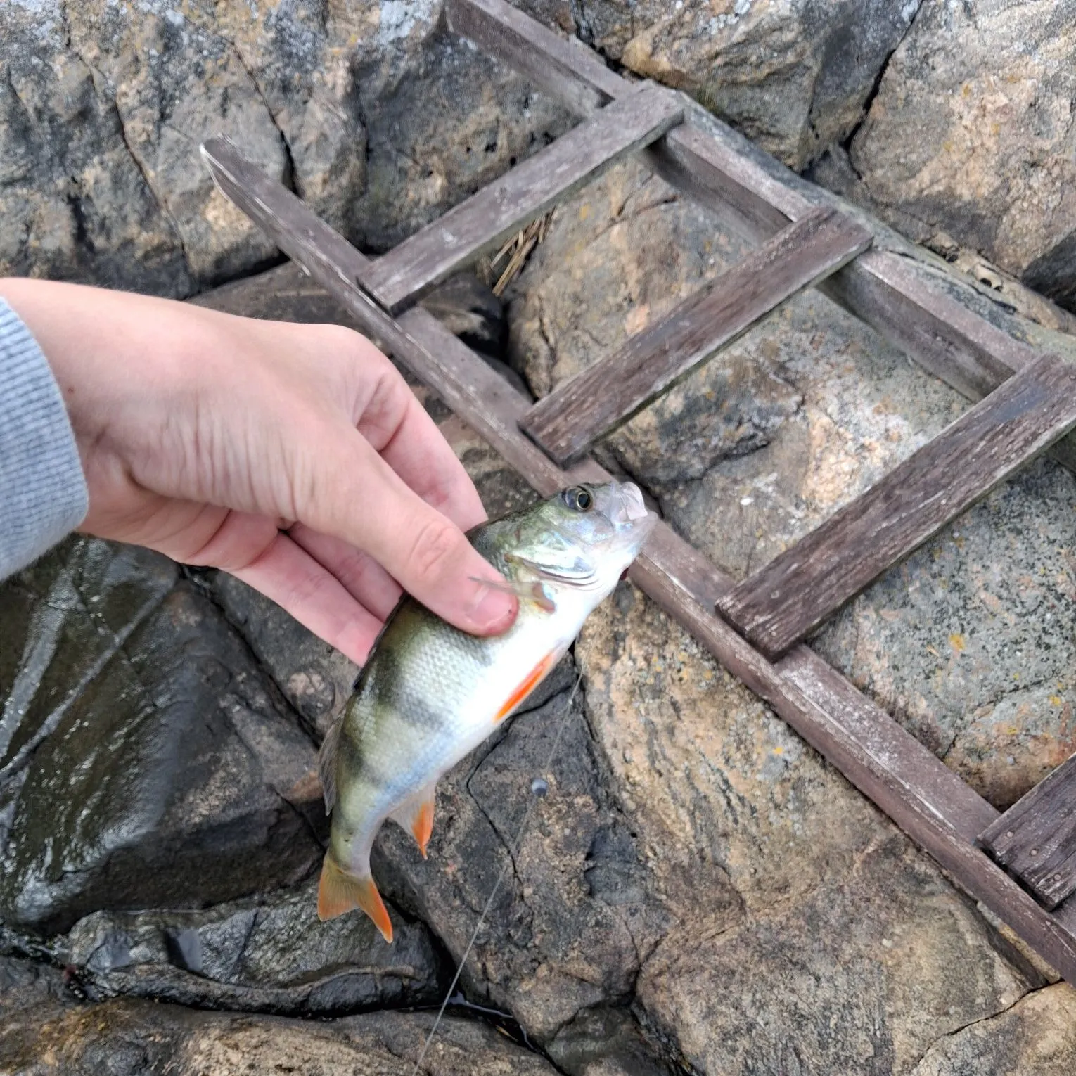 European perch caught on Fishbrain