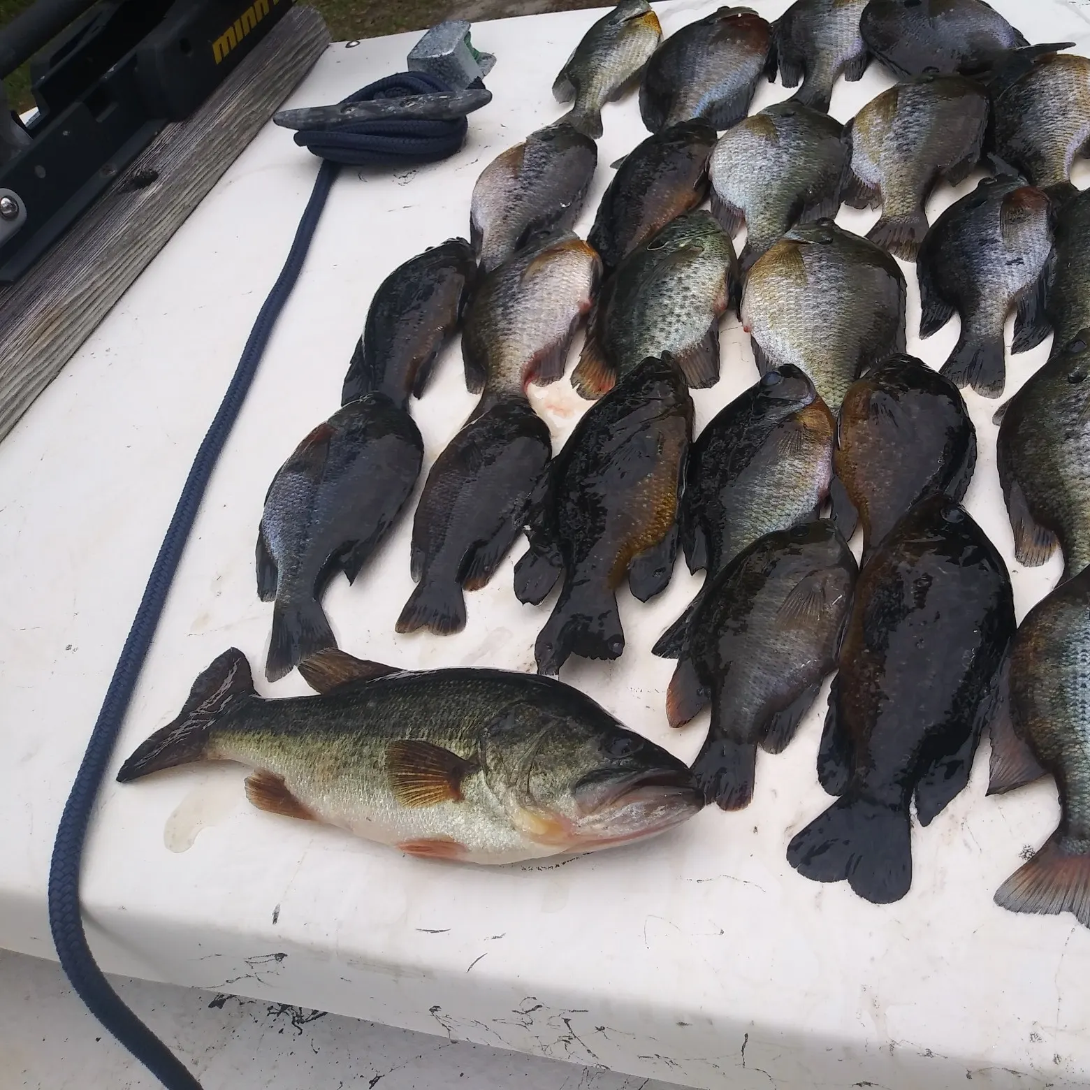 recently logged catches