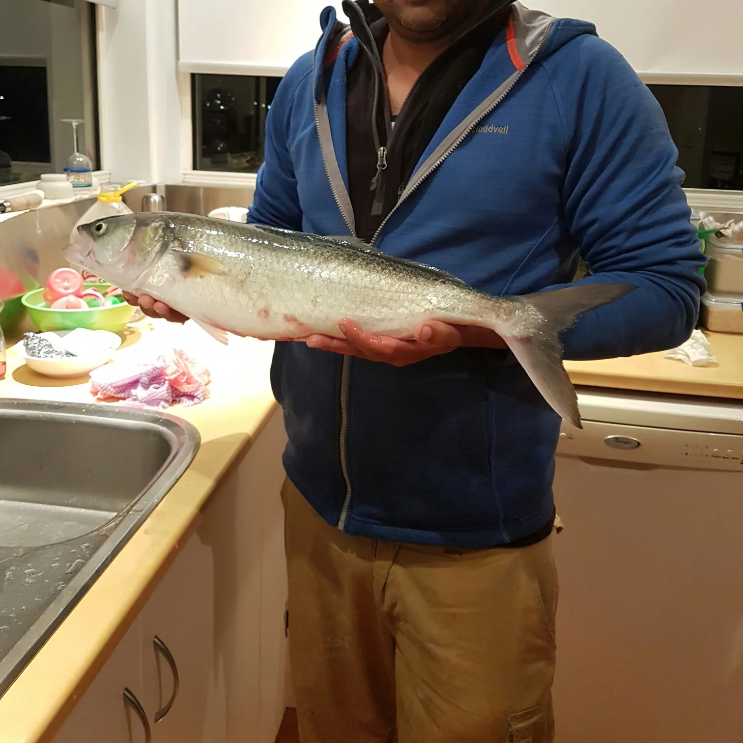 Eastern Australian salmon caught on Fishbrain