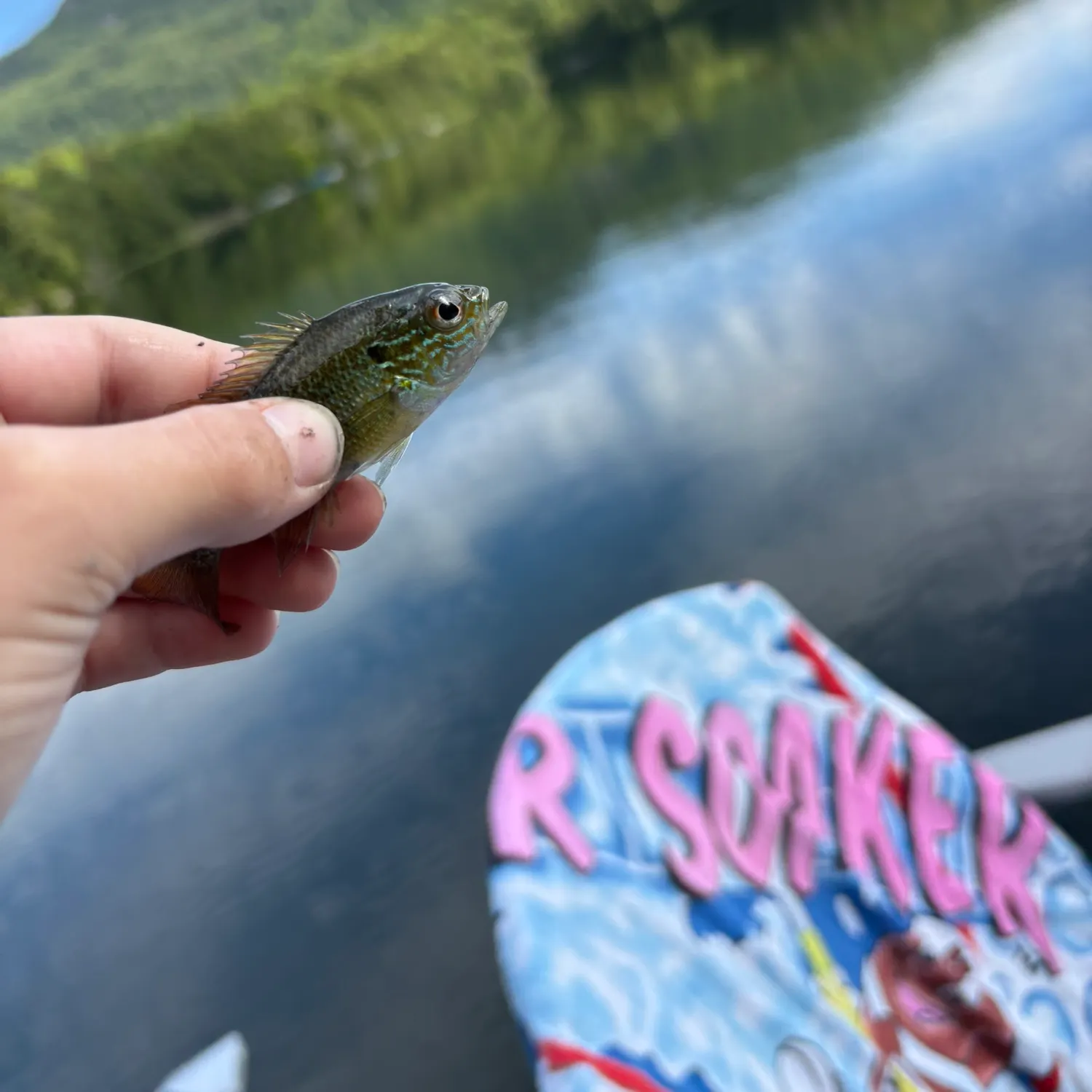 Redear sunfish caught on Fishbrain