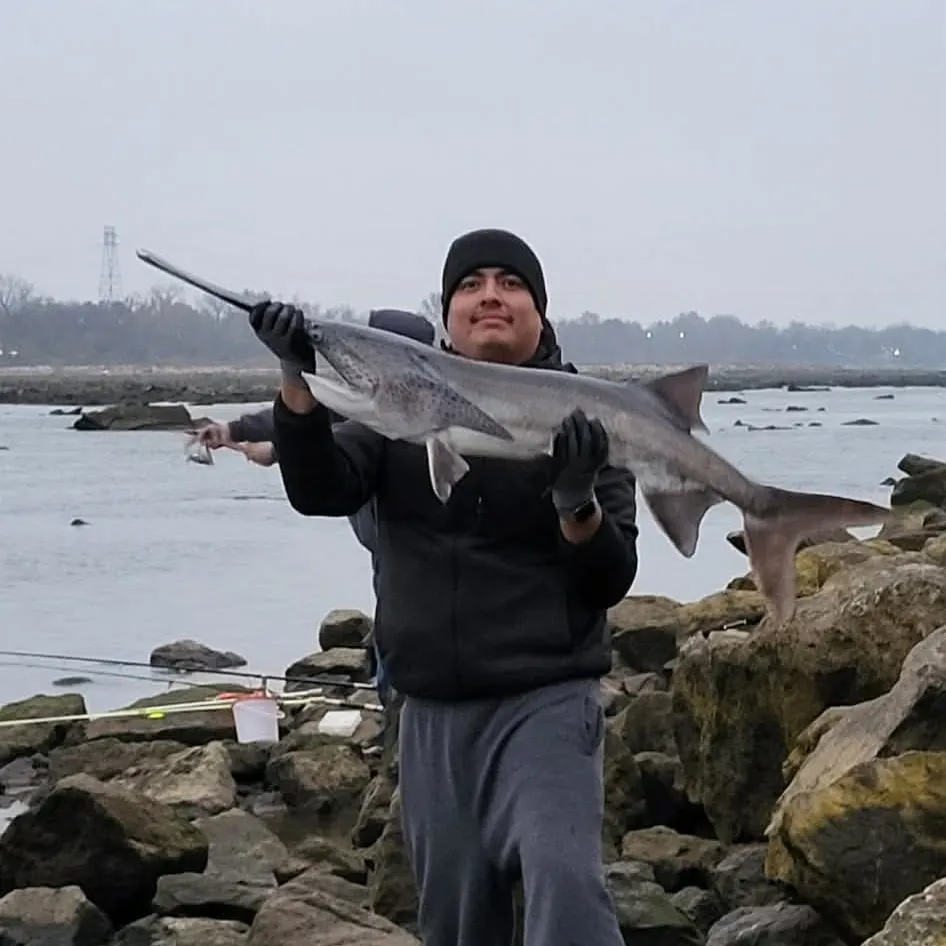 The most recent Paddlefish catches on Fishbrain