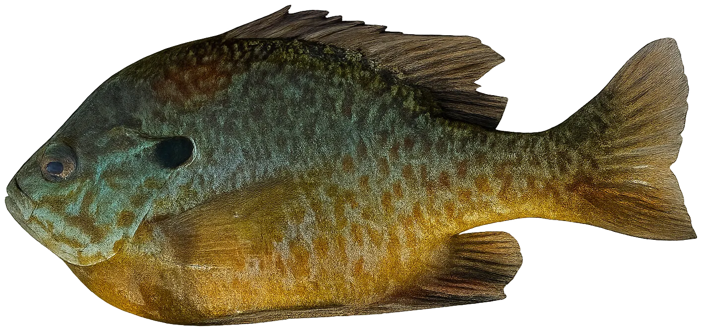 Pumpkingill hybrid