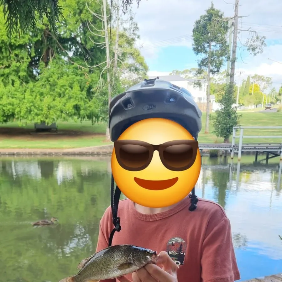 The most recent Spangled perch catches on Fishbrain