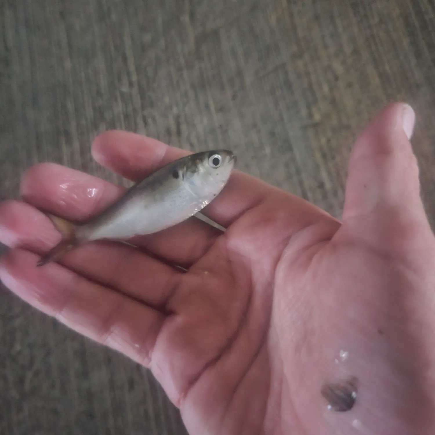 Gulf menhaden caught on Fishbrain