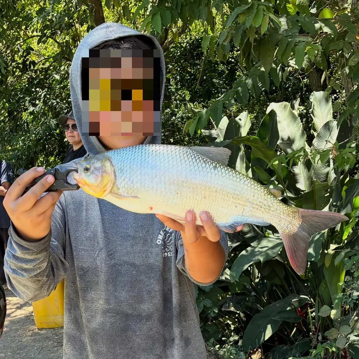 The most recent Dorada catches on Fishbrain