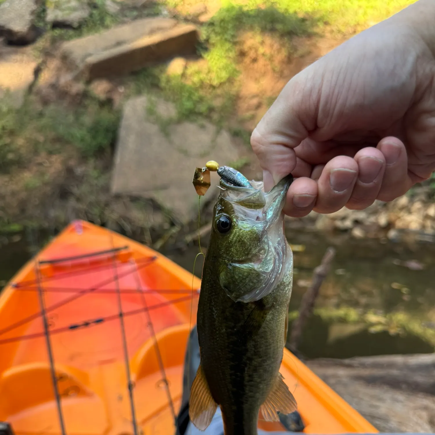 Largemouth bass caught on Fishbrain