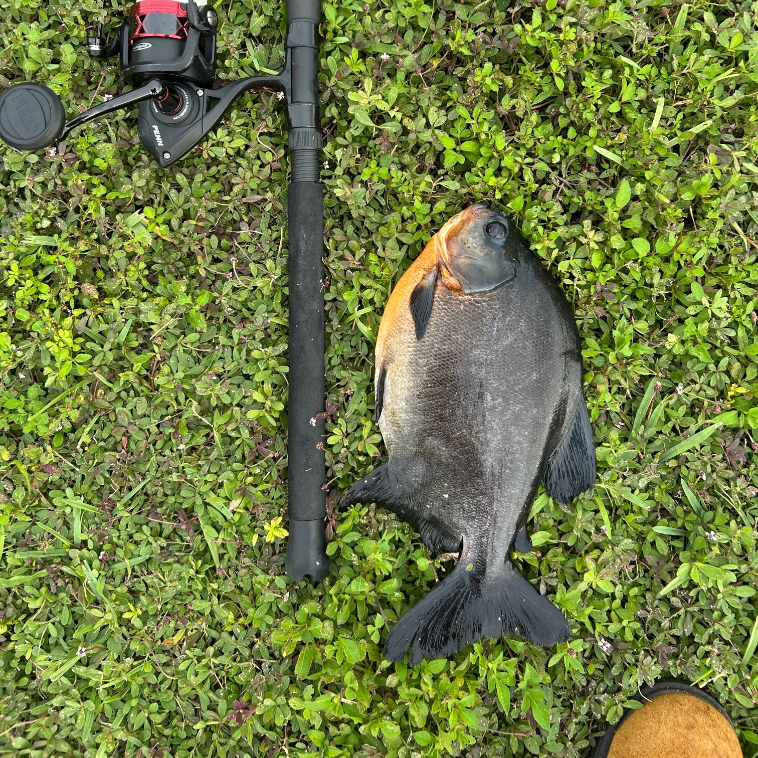 The most recent Black pacu catches on Fishbrain