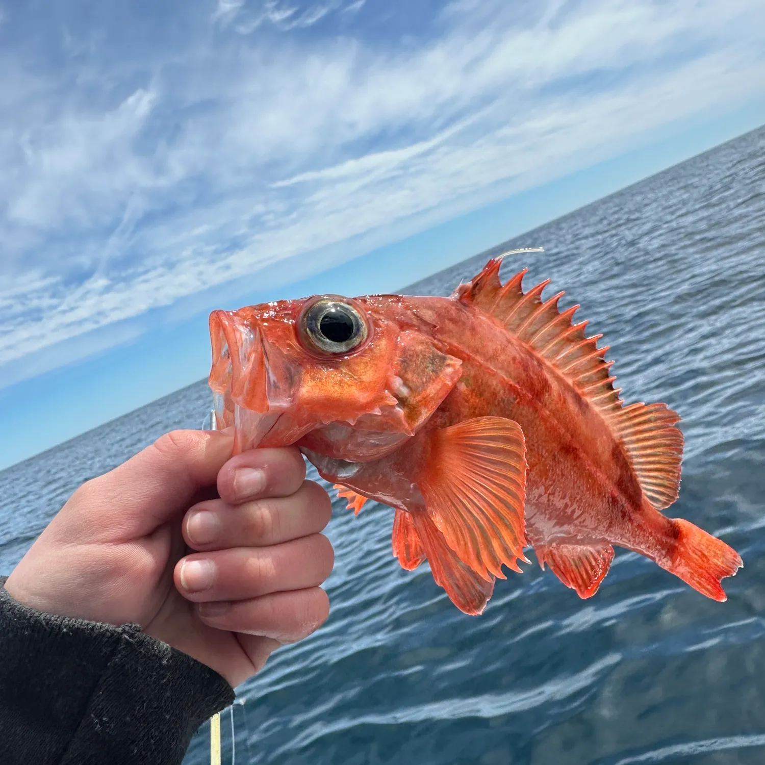 The most recent Acadian Redfish catches on Fishbrain