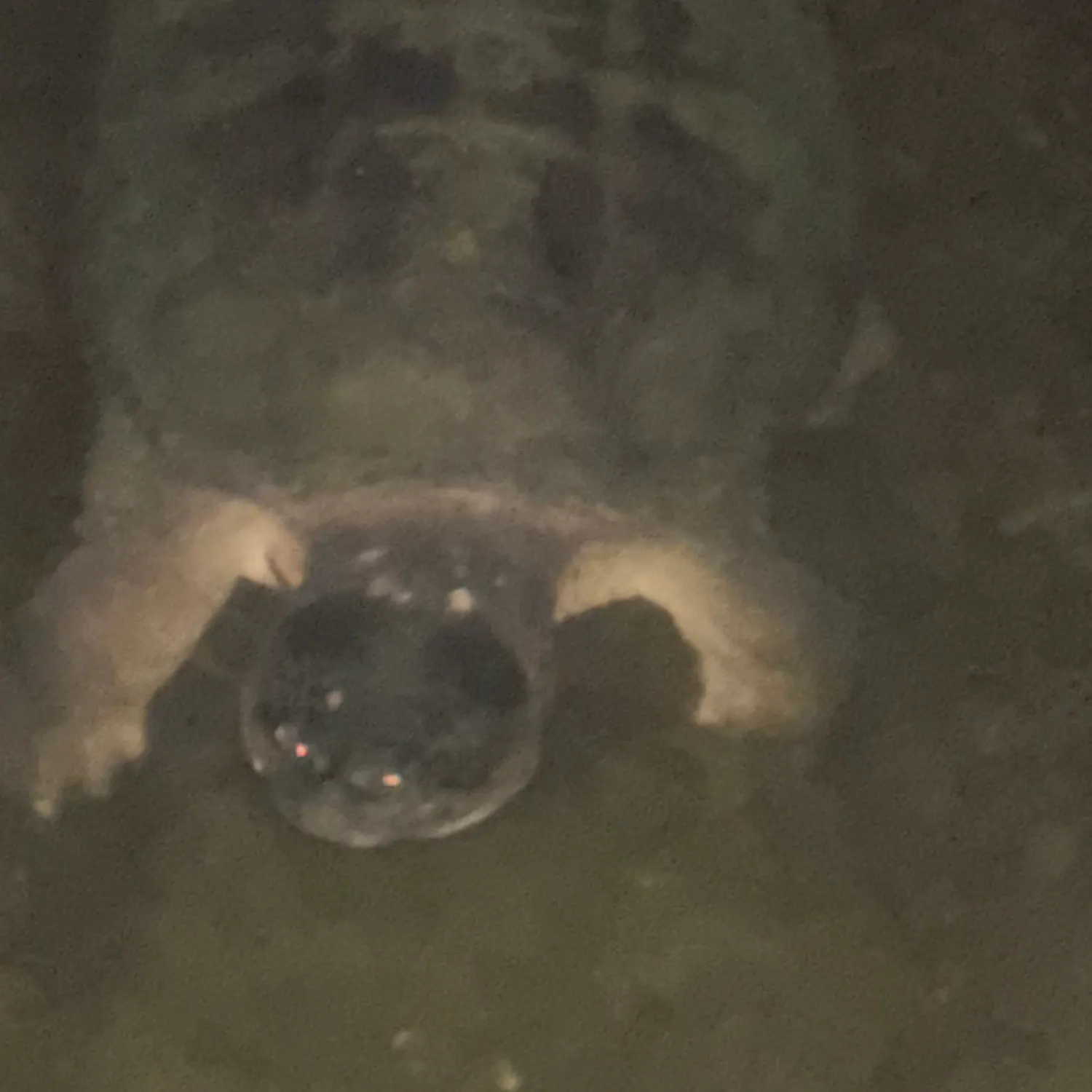 Common snapping turtle caught on Fishbrain