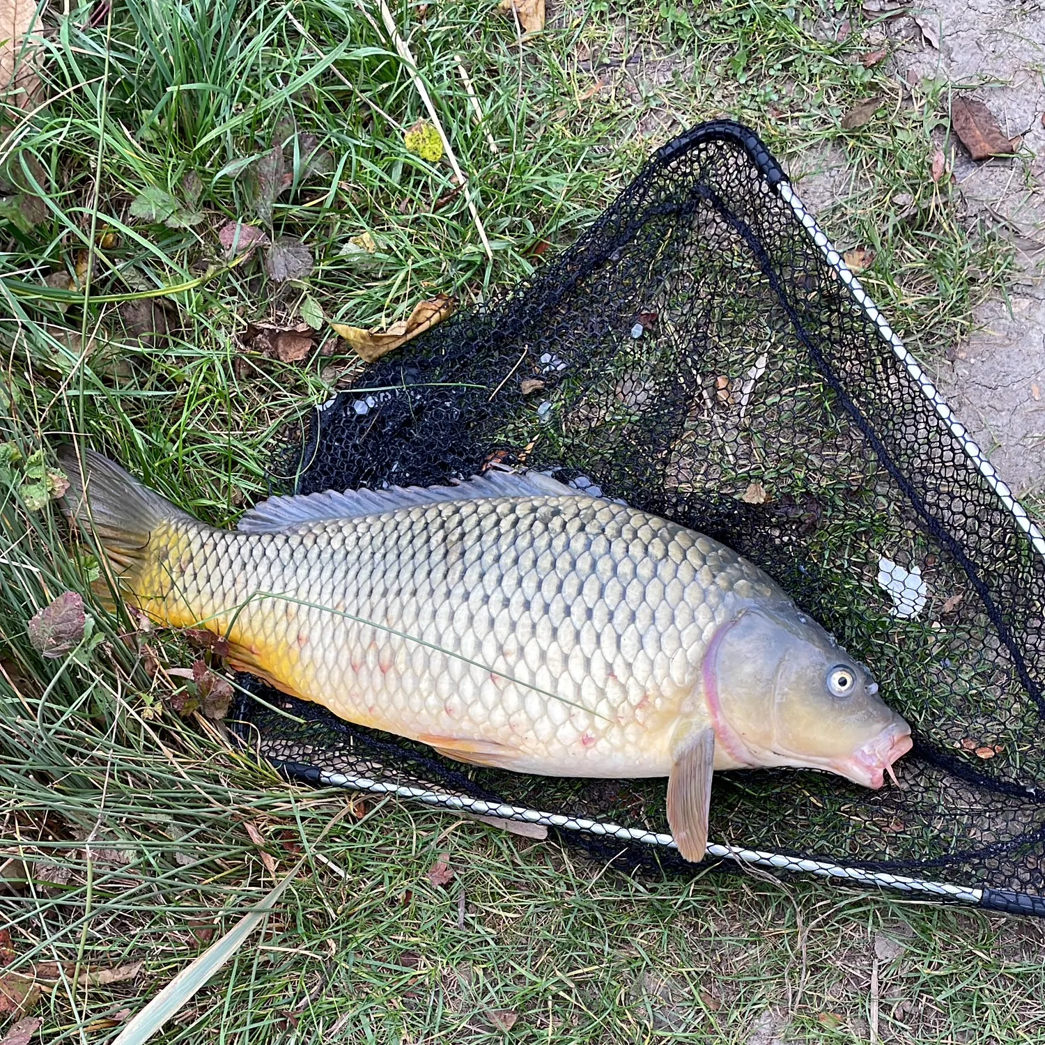 Common carp caught on Fishbrain