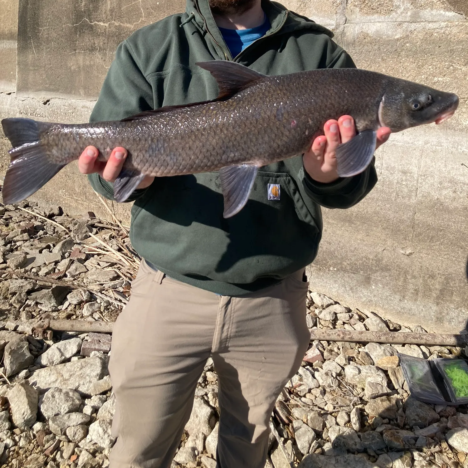 The most recent Blue sucker catches on Fishbrain