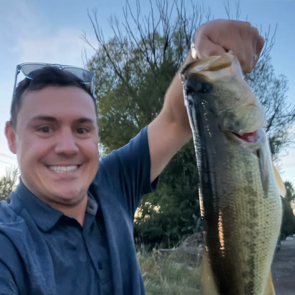 Largemouth bass caught on Fishbrain