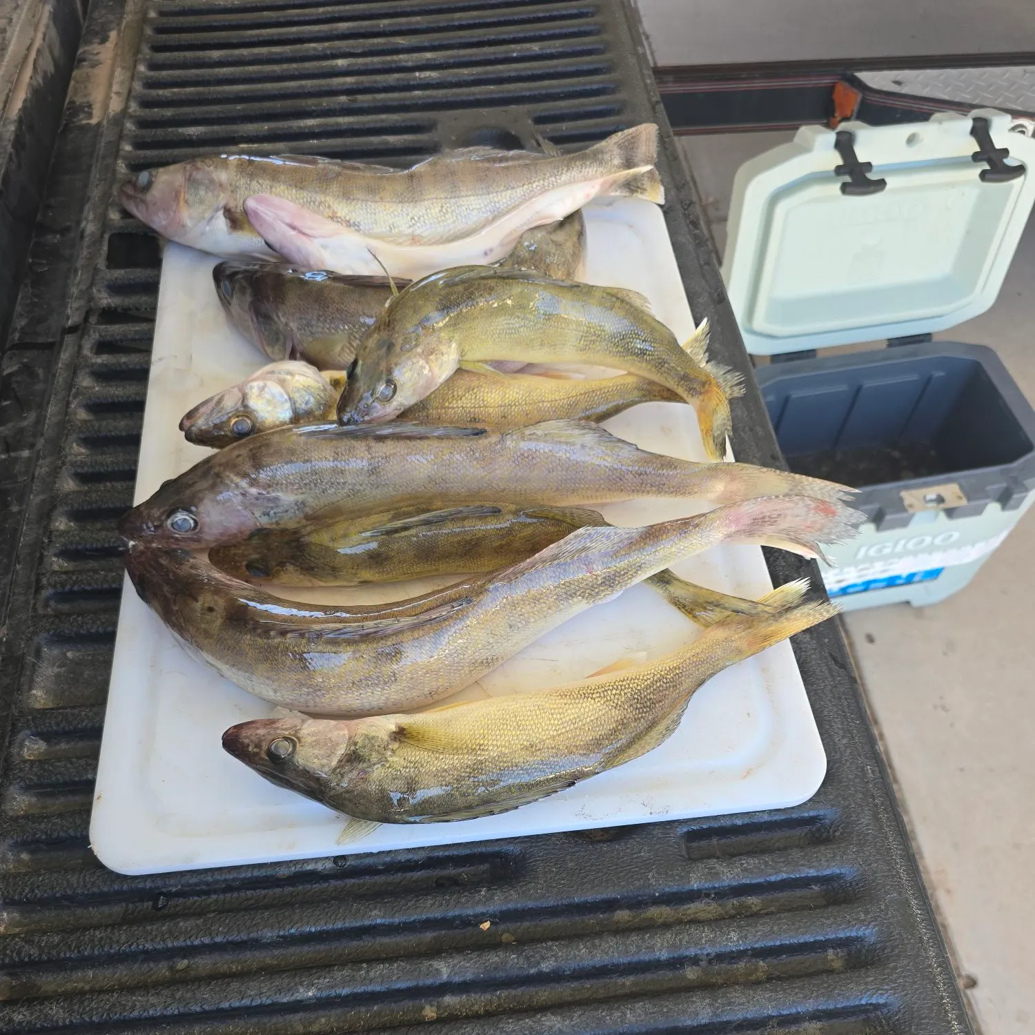 recently logged catches