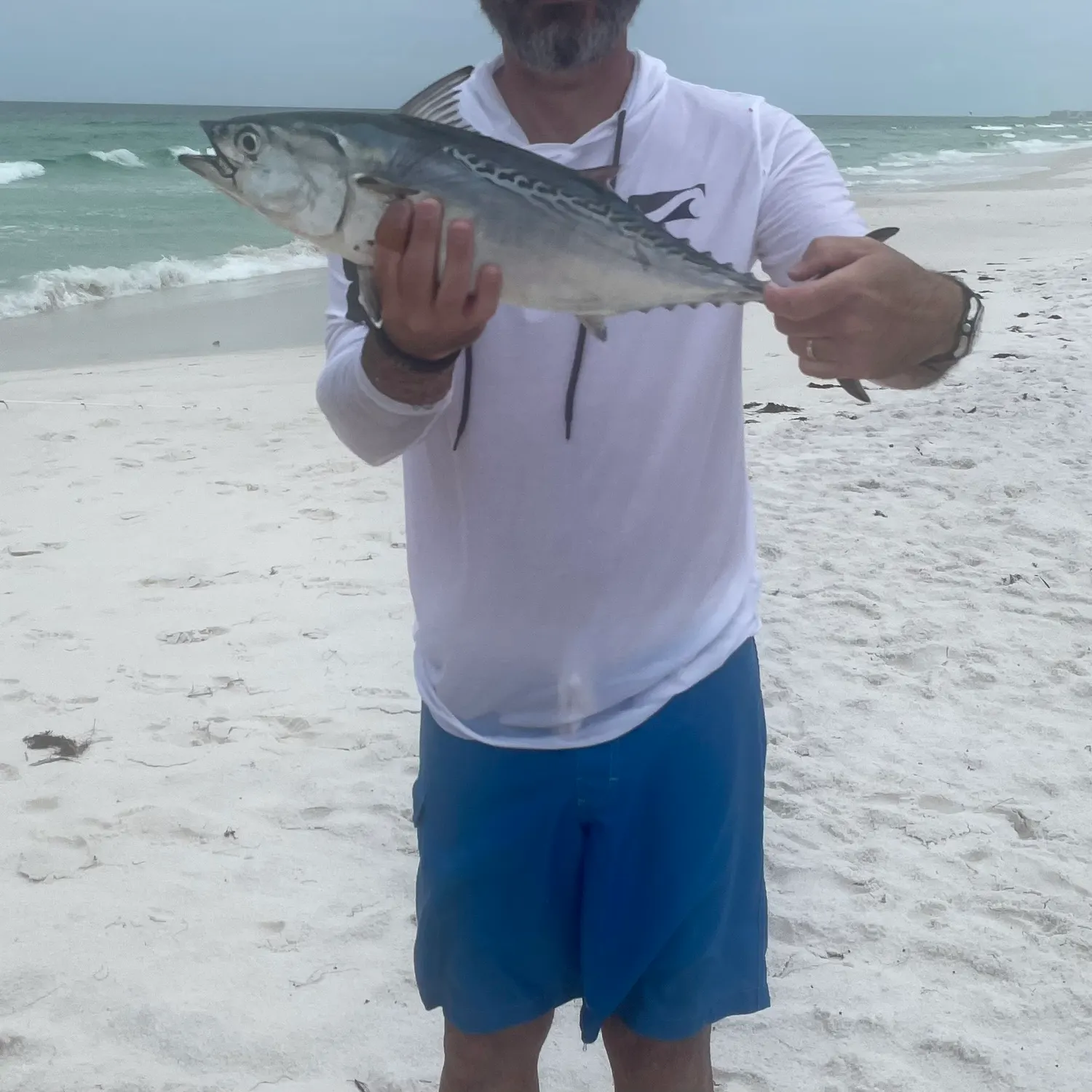 The most popular recent Plain bonito catch on Fishbrain
