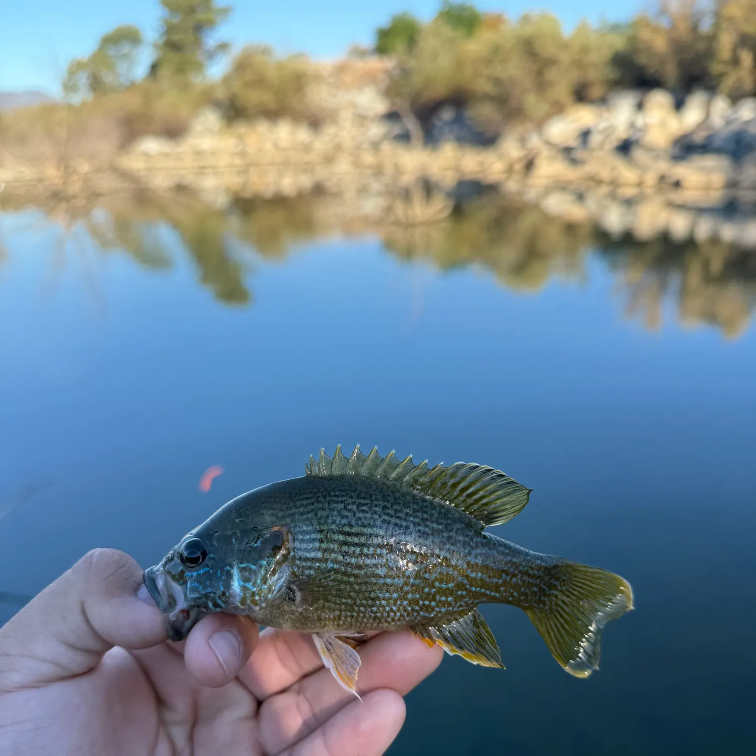 Green sunfish caught on Fishbrain