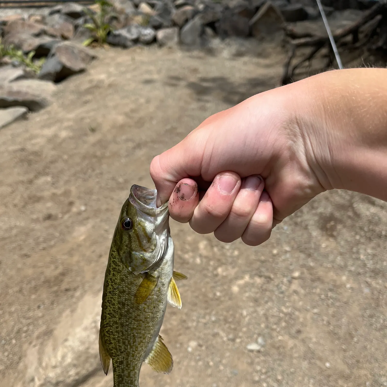 The most recent Smallmouth bass catches on Fishbrain