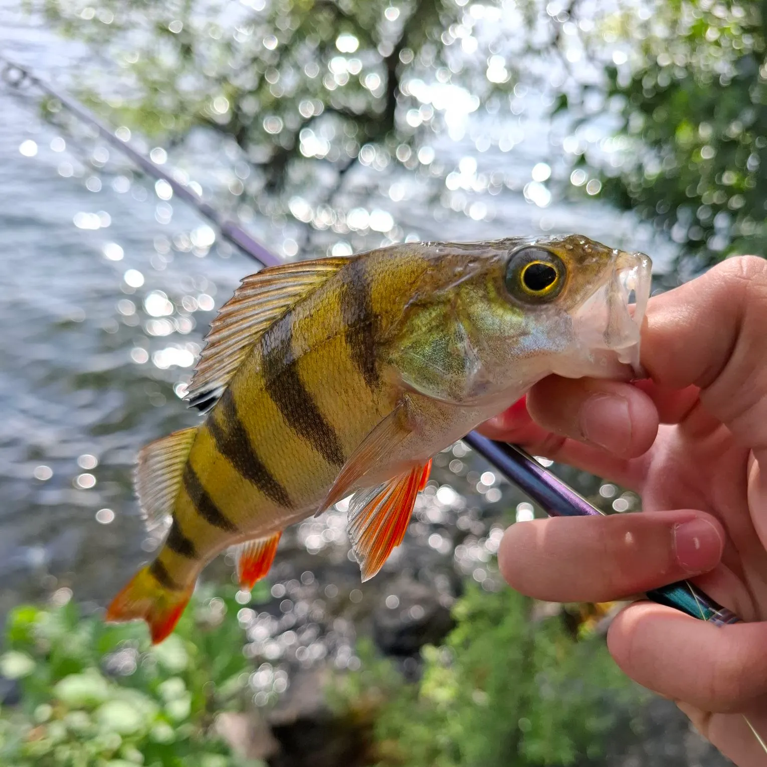 European perch caught on Fishbrain