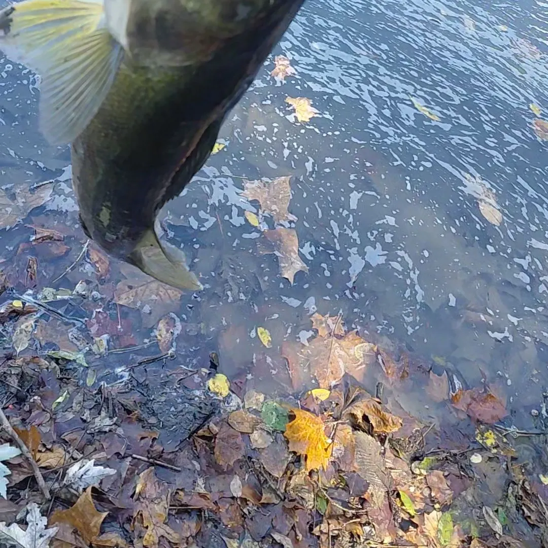 Walleye caught on Fishbrain