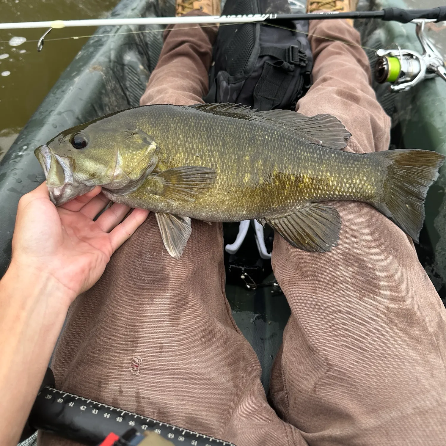 Smallmouth bass caught on Fishbrain