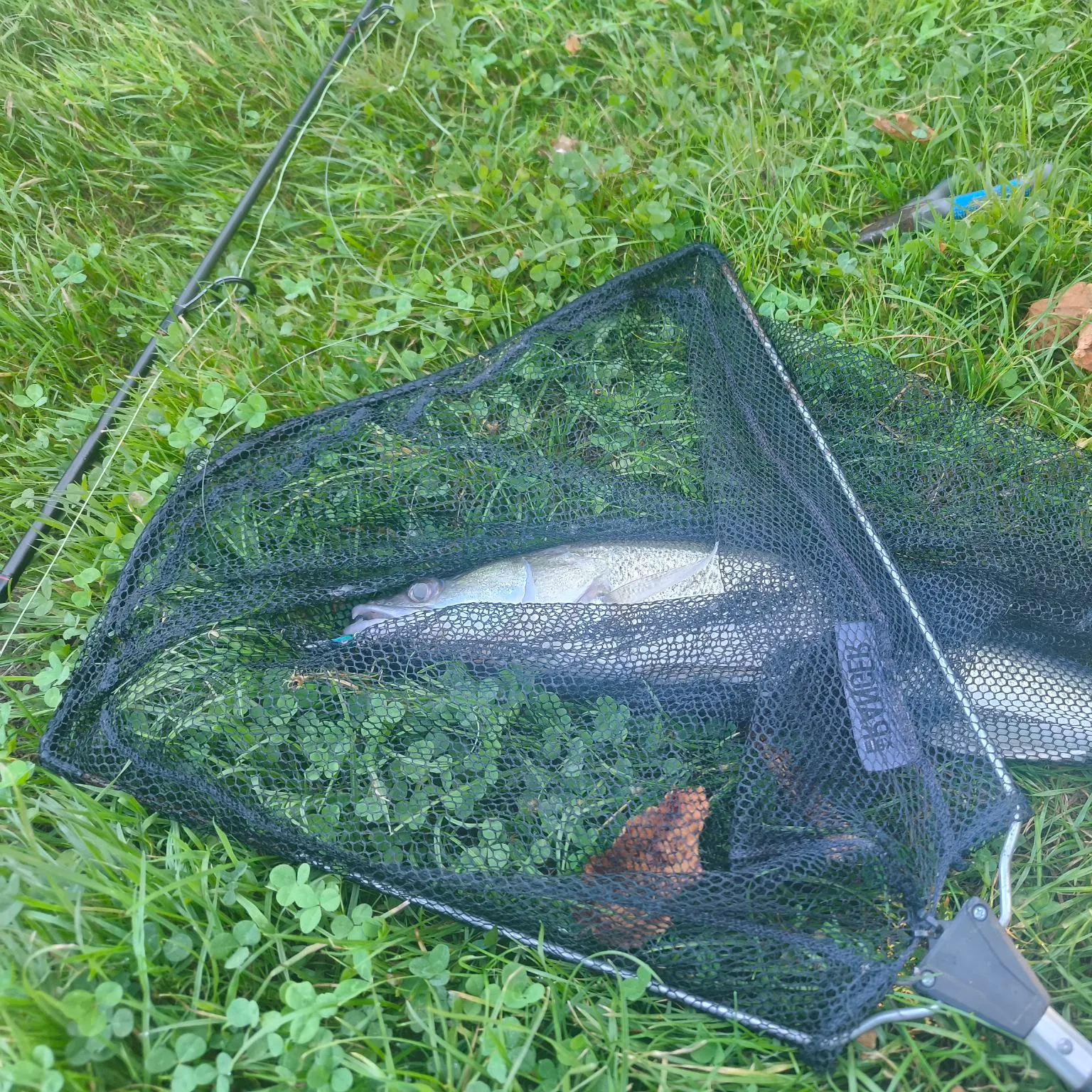 Zander caught on Fishbrain