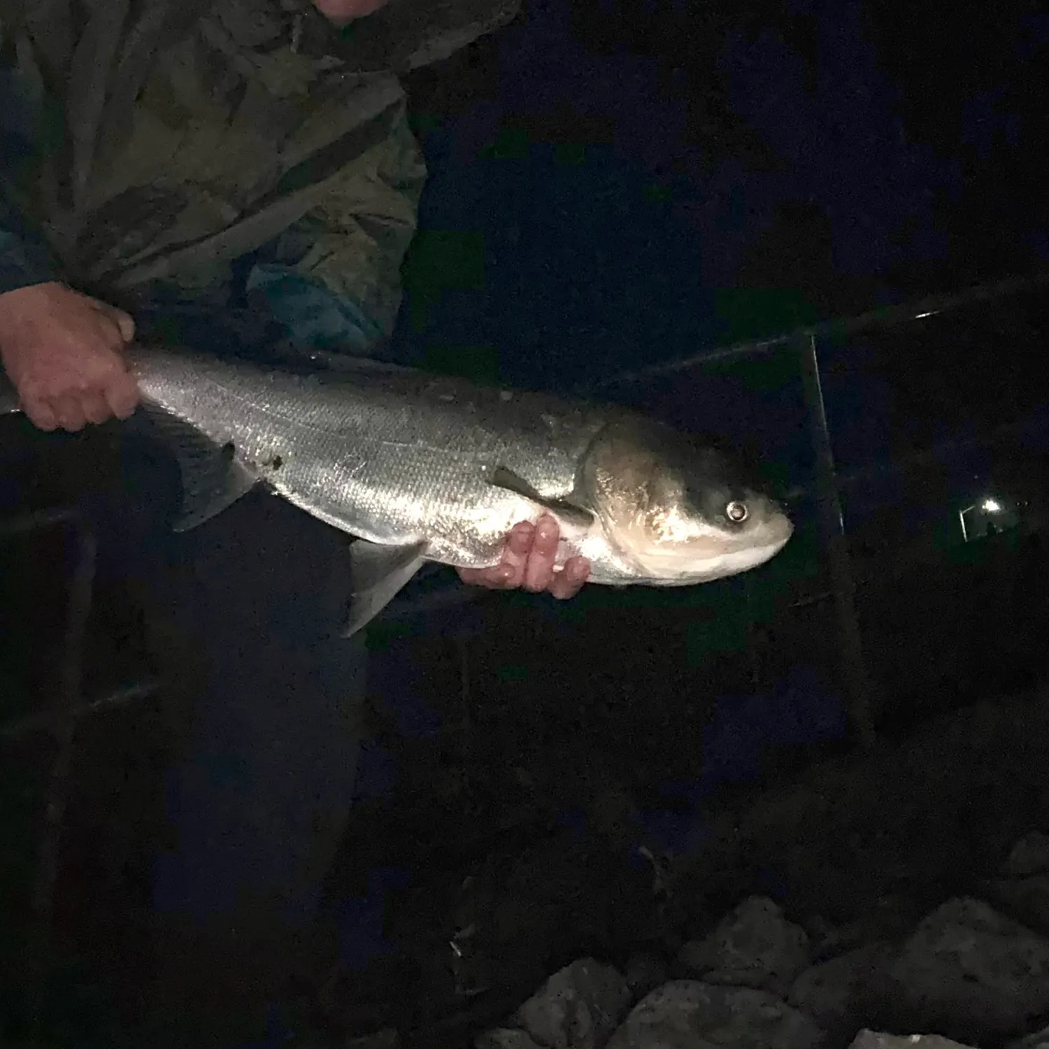 Silver carp caught on Fishbrain