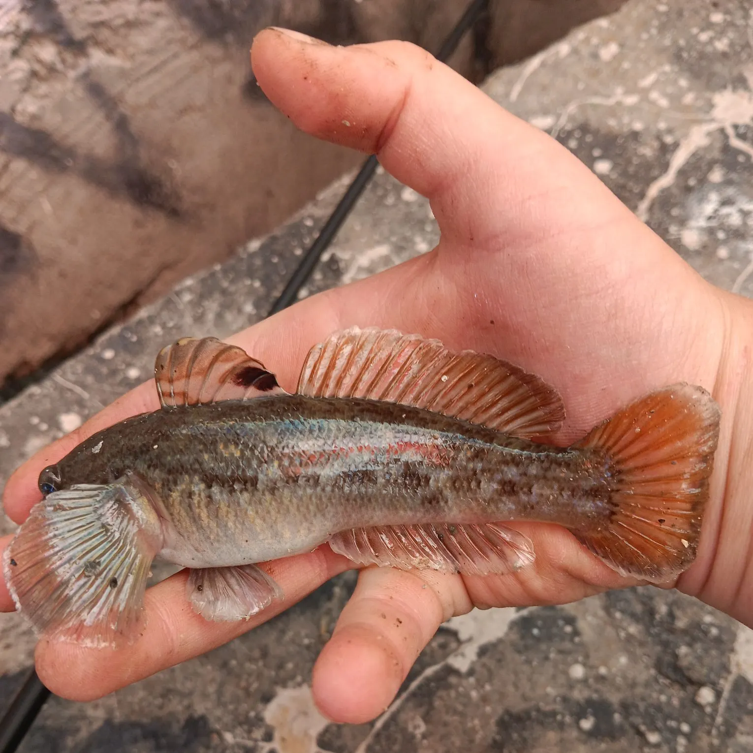 Round goby caught on Fishbrain
