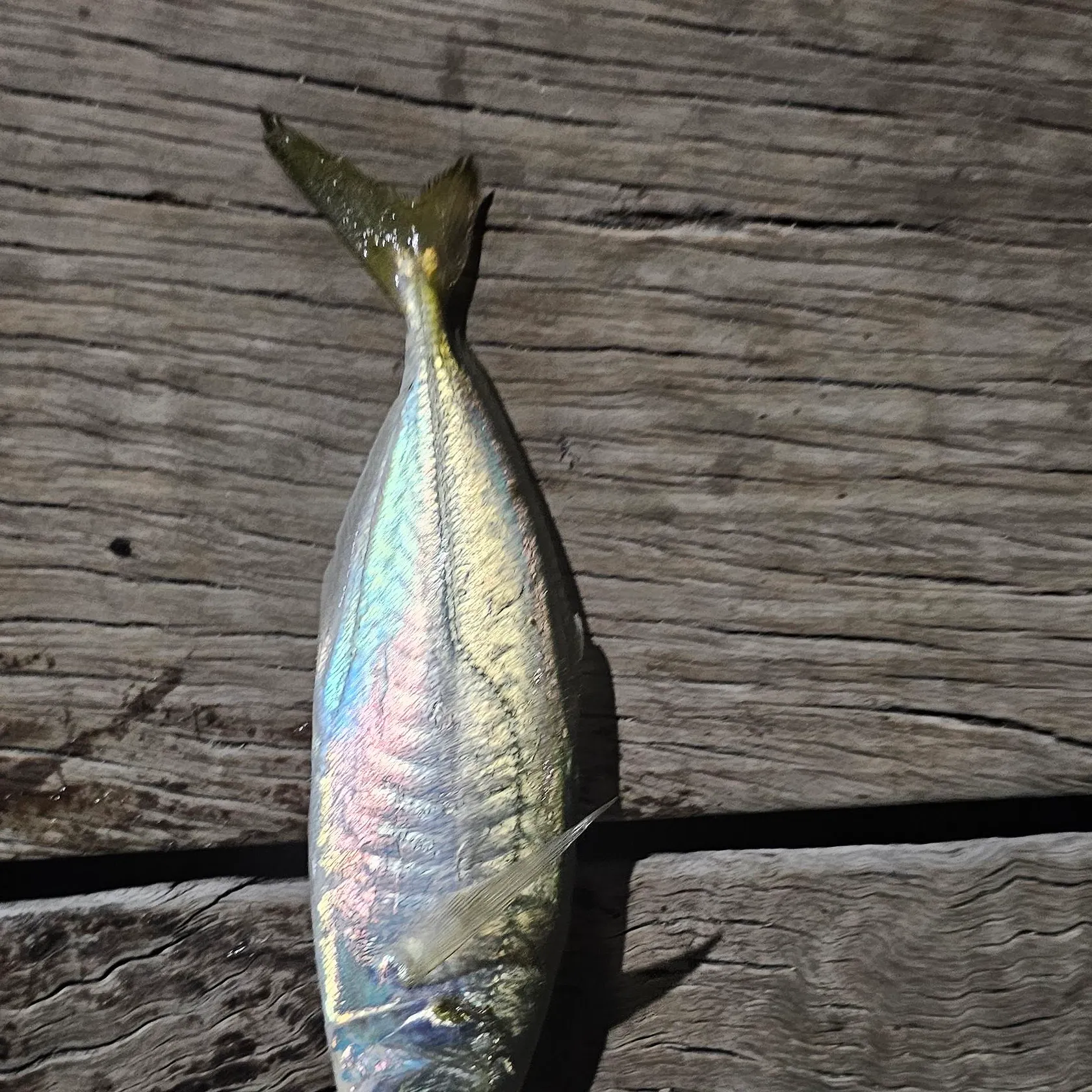 Bluefish caught on Fishbrain