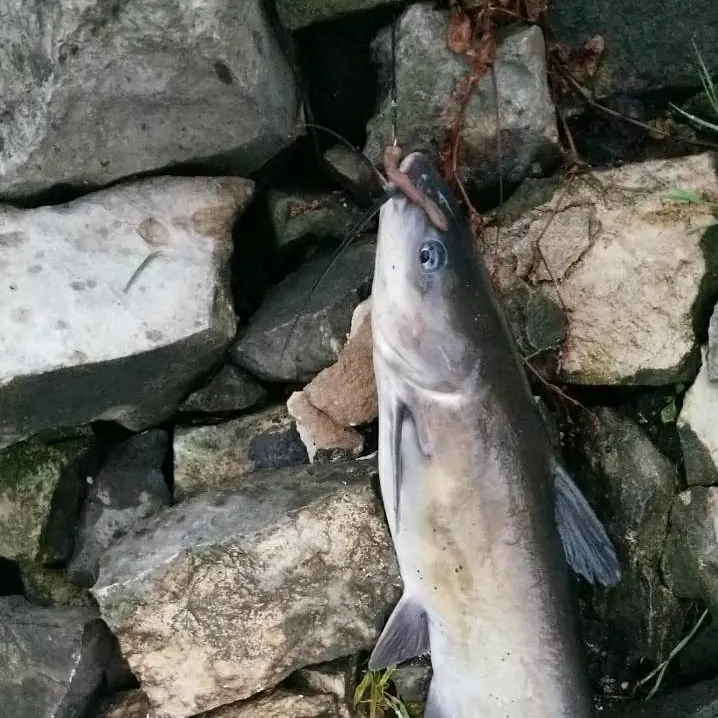 Fish caught on Fishbrain