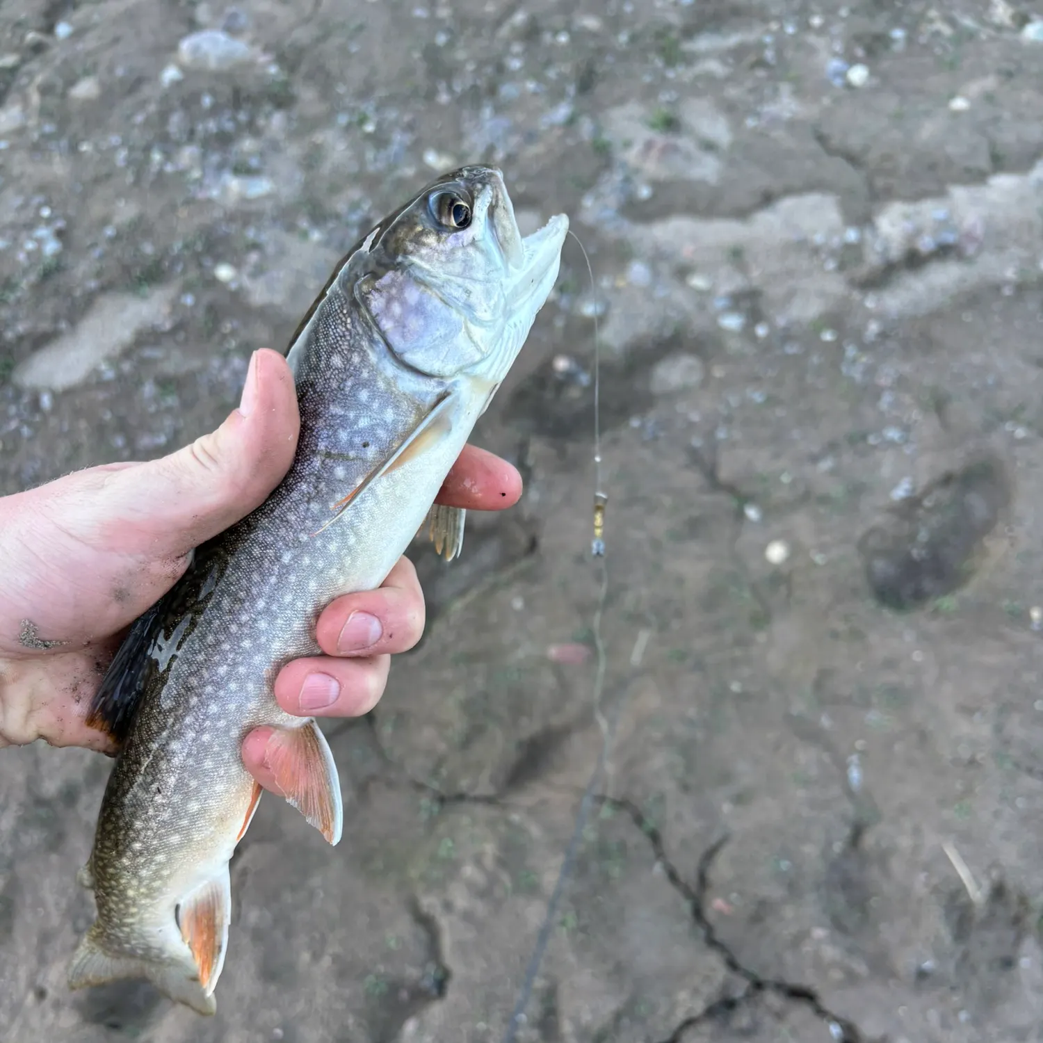 The most recent Splake catches on Fishbrain